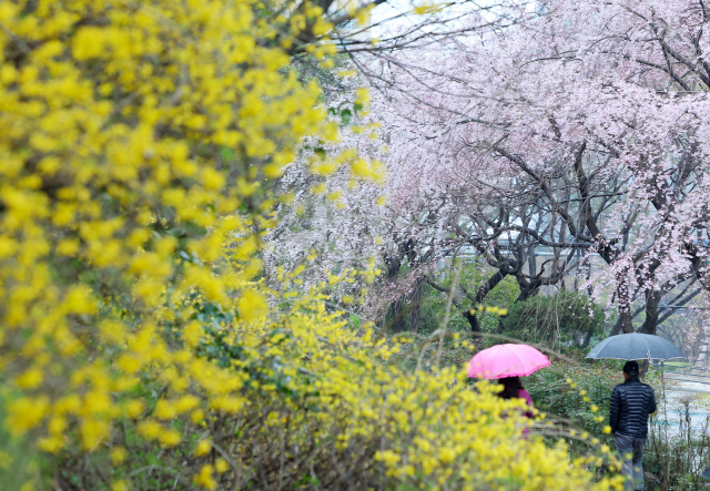 봄비가 내린 지난달 25일 오후 부산 해운대구 한 거리에 활짝 핀 개나리와 벚꽃 사이로 우산을 쓴 시민들이 지나가고 있다. 연합뉴스